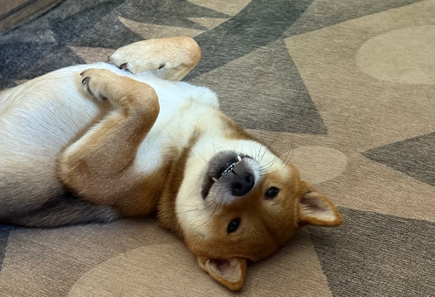 Leu lying on her back with her paws in the air