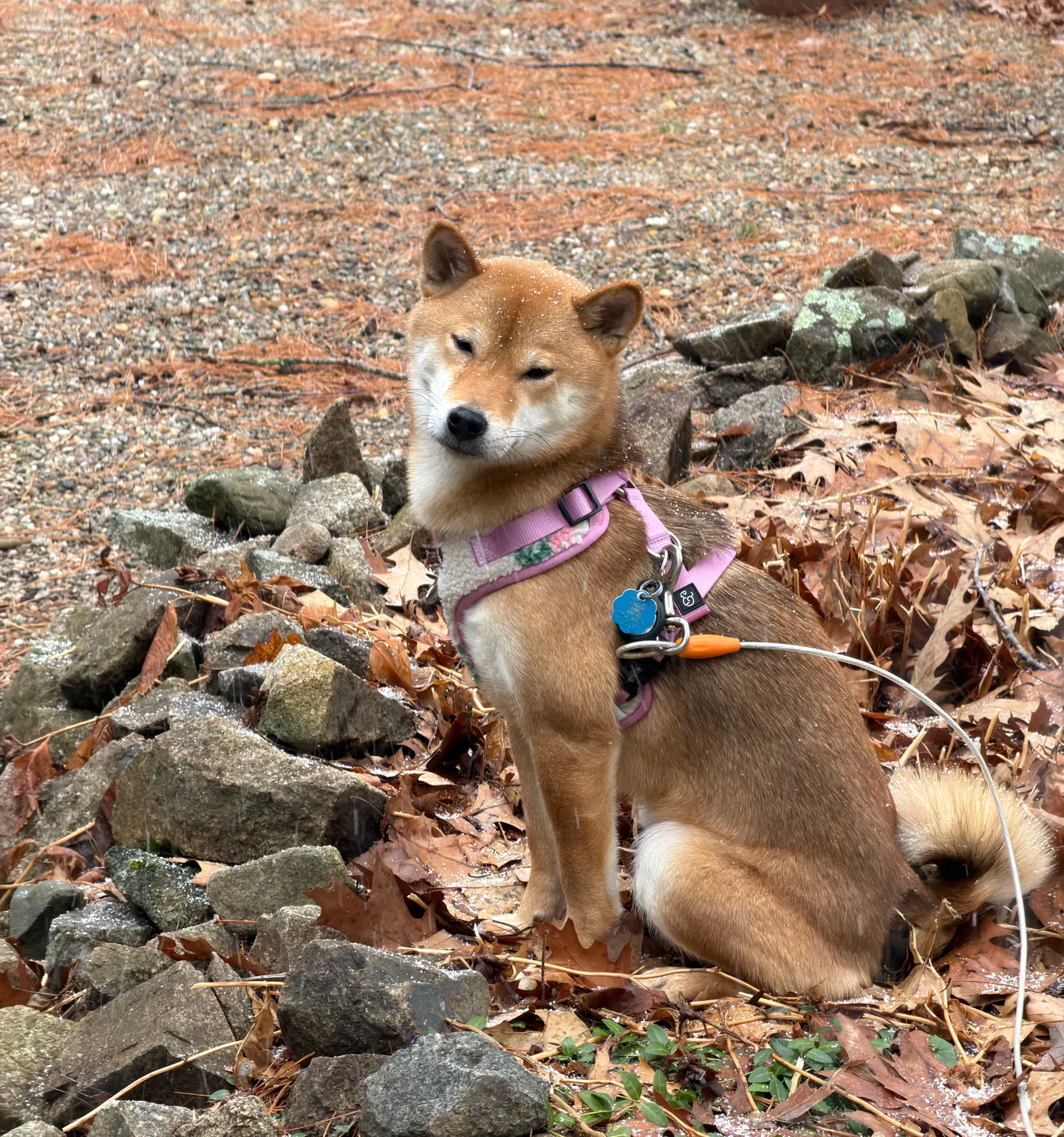 Leu the Shiba Inu sitting outdoors